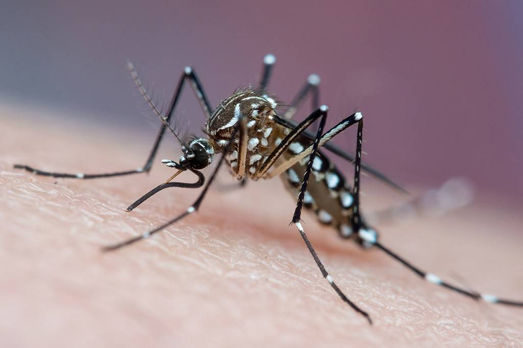 Mosquitos podem aprender a gostar do cheiro de repelente, mostra estudo