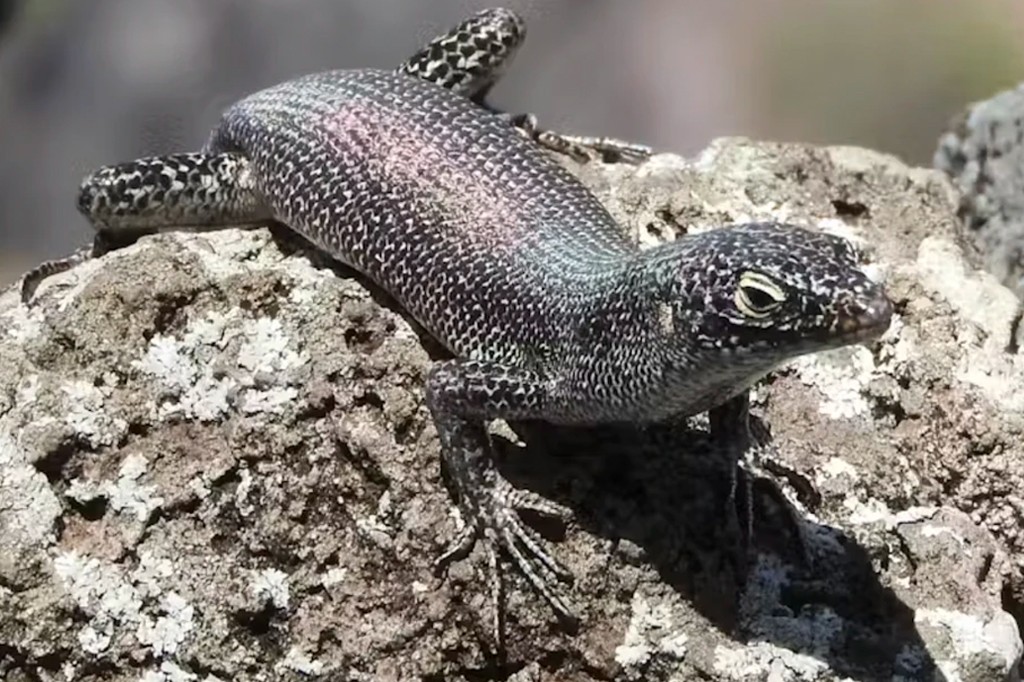 Lagarto de pele escura com escamas pontilhadas em preto e branco, corpo alongado e cauda curta, parado sobre uma rocha cinza-clara com musgo, olhando para a direita