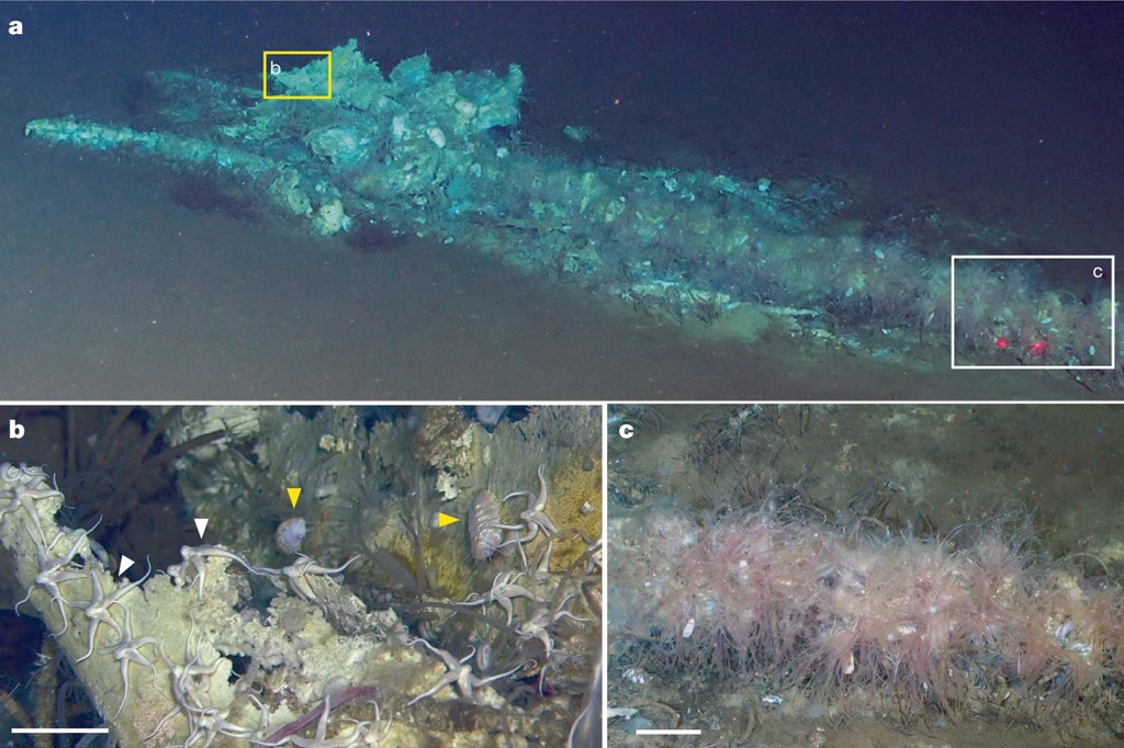 Cemitério de baleias? Centenas de carcaças são encontradas juntas no fundo do oceano