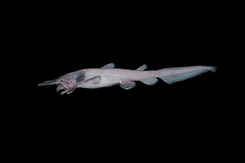 Tubarões-duende raríssimos são flagrados pela primeira vez em seu habitat natural; veja vídeo