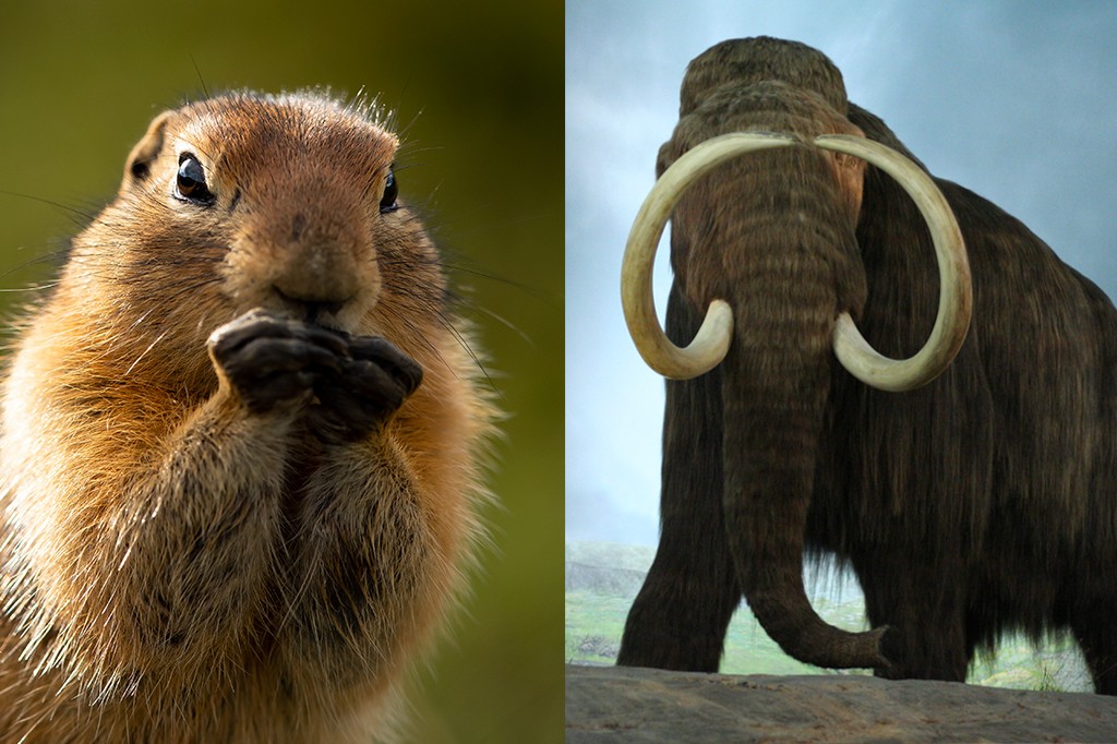 Cocô fossilizado de 700 mil anos revela que esquilos comiam mamutes