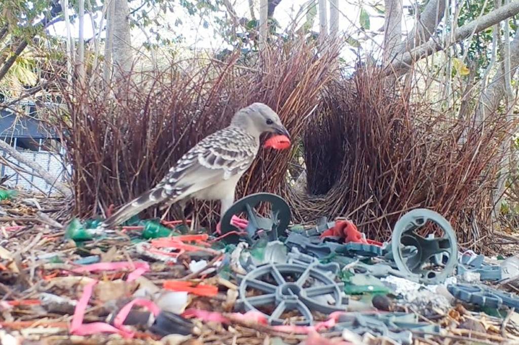 Estes pássaros estão transformando lixo humano em decoração para atrair fêmeas
