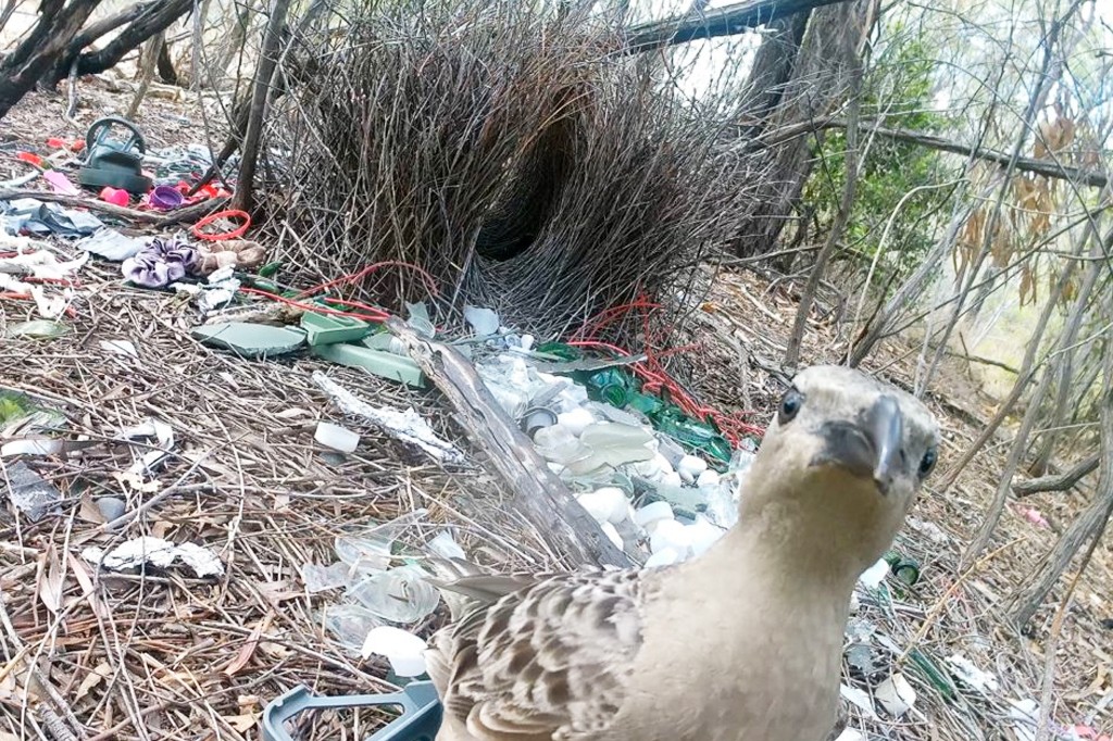 P&aacute;ssaro marrom claro com bico escuro olhando para a c&acirc;mera, em meio a um ninho de galhos secos e lixo pl&aacute;stico, como garrafas e peda&ccedil;os de isopor, em uma &aacute;rea de mata seca