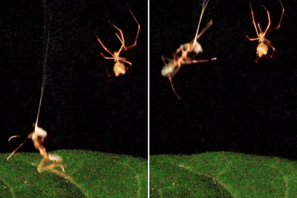 Aranha transforma teia em catapulta e lança presas a 140 vezes a força da gravidade