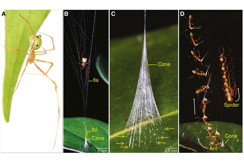 Quatro imagens detalham a aranha-mim&eacute;tica e sua t&eacute;cnica de ca&ccedil;a. A mostra a aranha camuflada em uma folha verde. B exibe a aranha em uma teia c&ocirc;nica. C amplia o cone de seda com setas indicando a base. D apresenta uma sequ&ecirc;ncia de movimentos da aranha capturando uma formiga no cone
