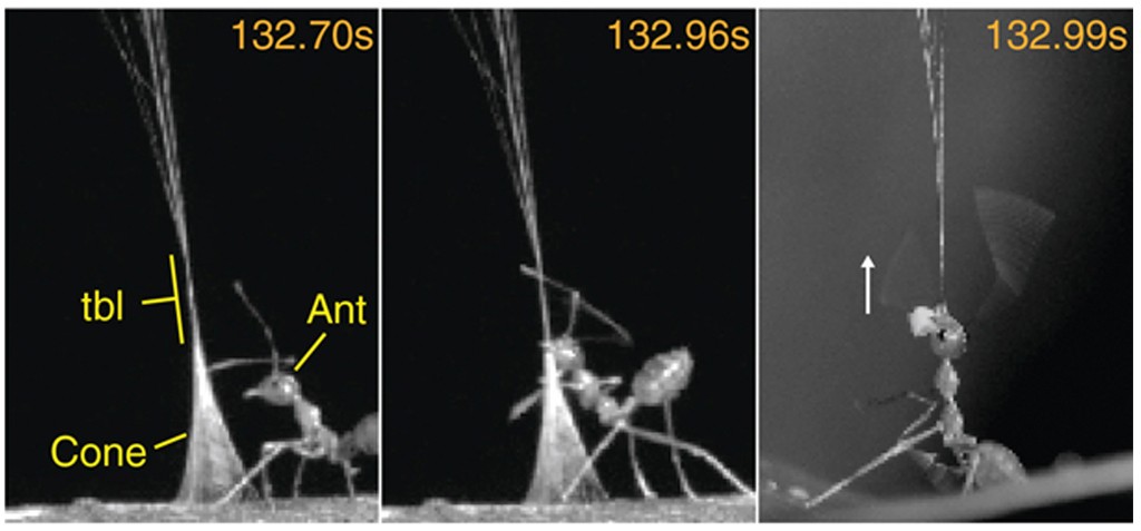 Sequ&ecirc;ncia de tr&ecirc;s imagens em preto e branco mostrando uma formiga interagindo com um cone de seda. Na primeira, a formiga est&aacute; pr&oacute;xima ao cone, com legendas tbl, Ant e Cone. Na segunda, a formiga est&aacute; mais pr&oacute;xima, aparentemente manipulando o cone. Na terceira, a formiga est&aacute; suspensa pelo cone, com uma seta branca indicando movimento para cima. Os tempos 132.70s, 132.96s e 132.99s s&atilde;o exibidos no canto superior direito de cada imagem