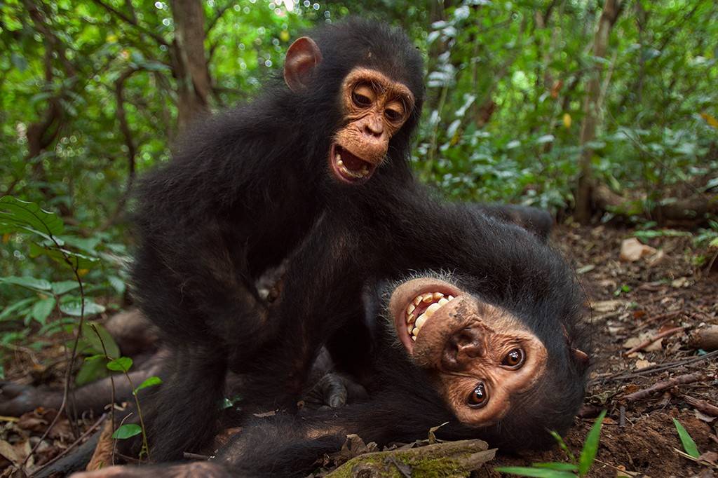 Humanos e macacos dão risada do mesmo jeito há pelo menos 15 milhões de anos, sugere estudo