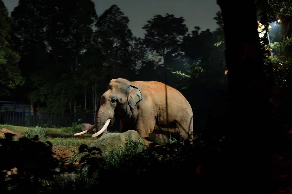 Uma noite no zoológico