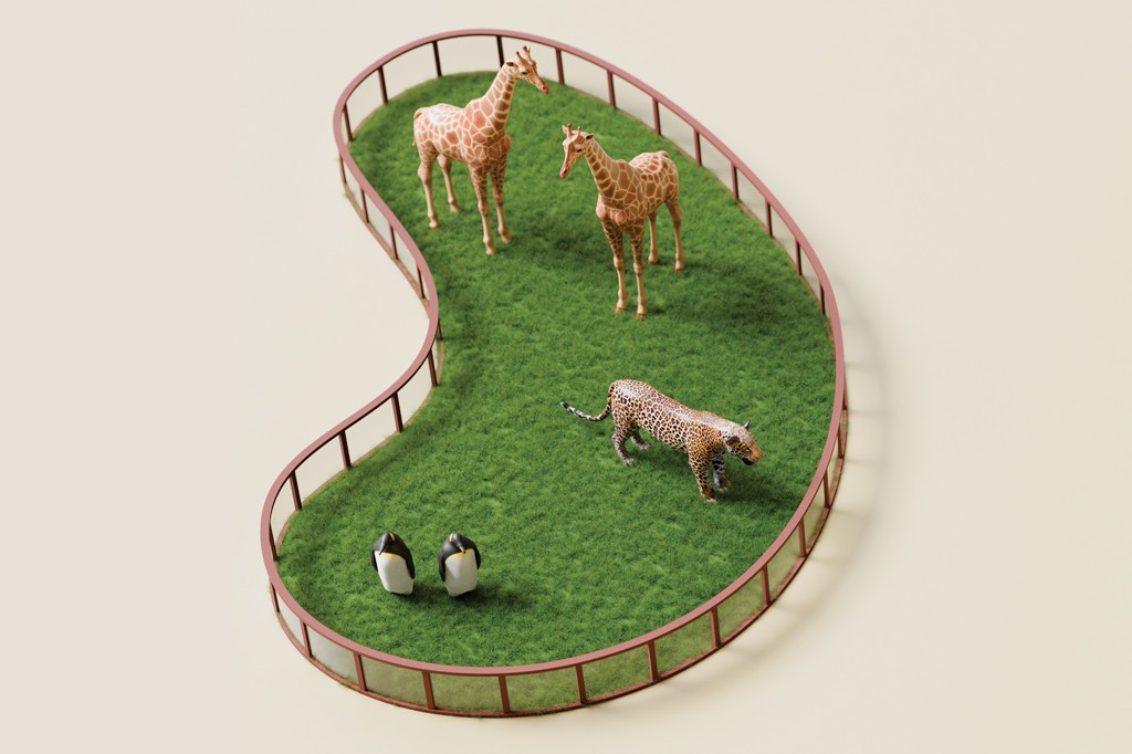 Miniaturas de dois pinguins, um leopardo e duas girafas em um cercado com grama verde, simulando um zool&oacute;gico. O cercado tem formato irregular, com bordas marrons e divis&oacute;rias transparentes. O fundo &eacute; bege claro.