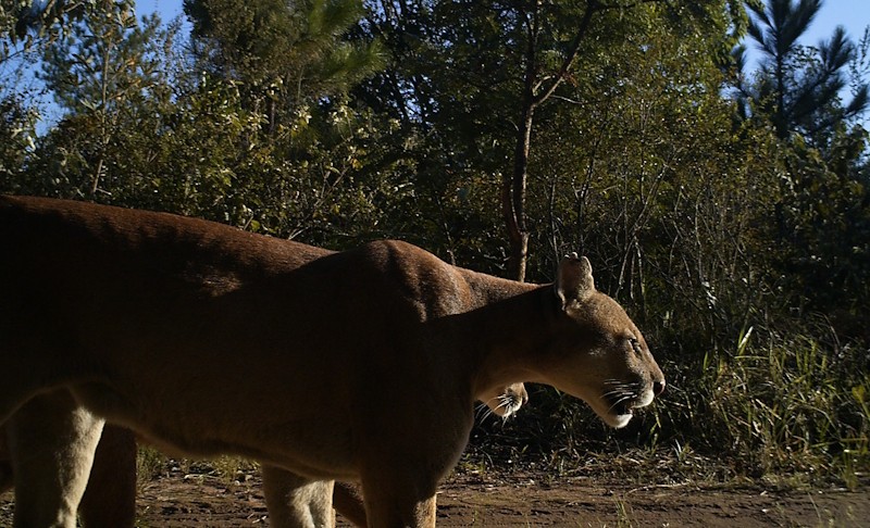 Puma de pelagem marrom-clara, com a cabe&ccedil;a virada para a direita, caminhando em uma trilha de terra em meio &agrave; vegeta&ccedil;&atilde;o densa sob c&eacute;u azul