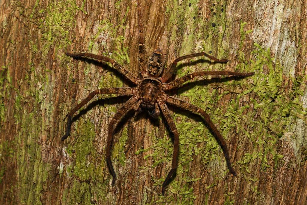 Conheça a aranha mais rápida do mundo