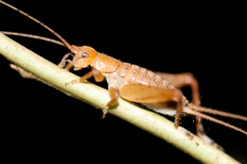 Investigando um mistério: por que algumas espécies de grilo pararam de cantar?