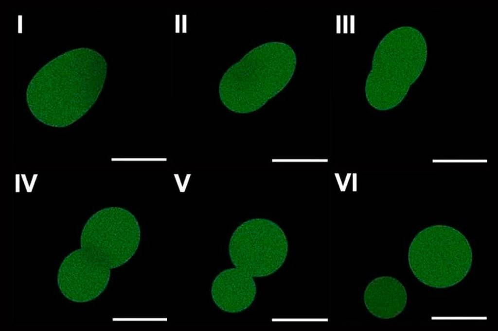 Cientistas afirmam ter criado a primeira célula artificial capaz de crescer e se dividir