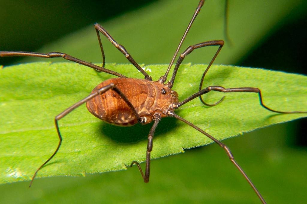 O que é um opilião? Pequeno animal parece uma aranha, mas não é