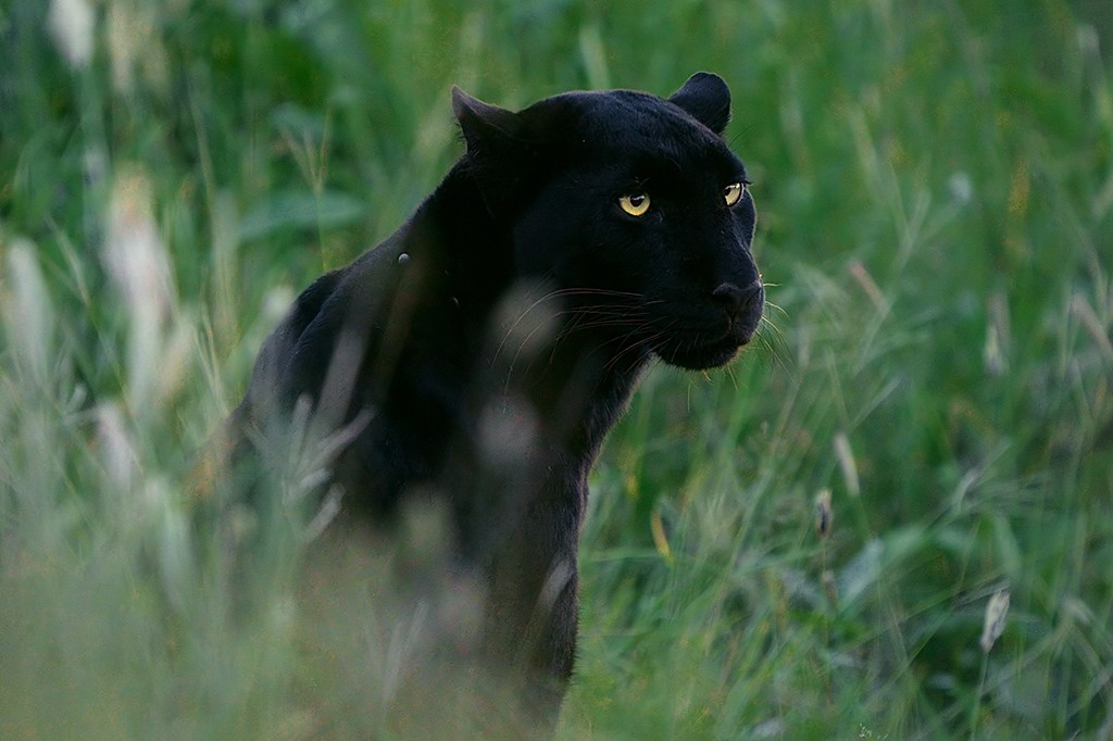 Biólogo brasileiro registra raro leopardo com melanismo. Veja imagens.