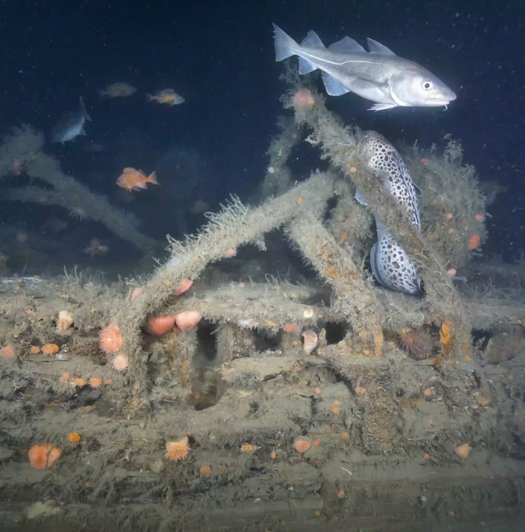 Um bacalhau prateado nada sobre um peixe-lobo malhado e um naufr&aacute;gio coberto de algas e an&ecirc;monas-do-mar em tons de laranja e rosa, no fundo escuro do oceano