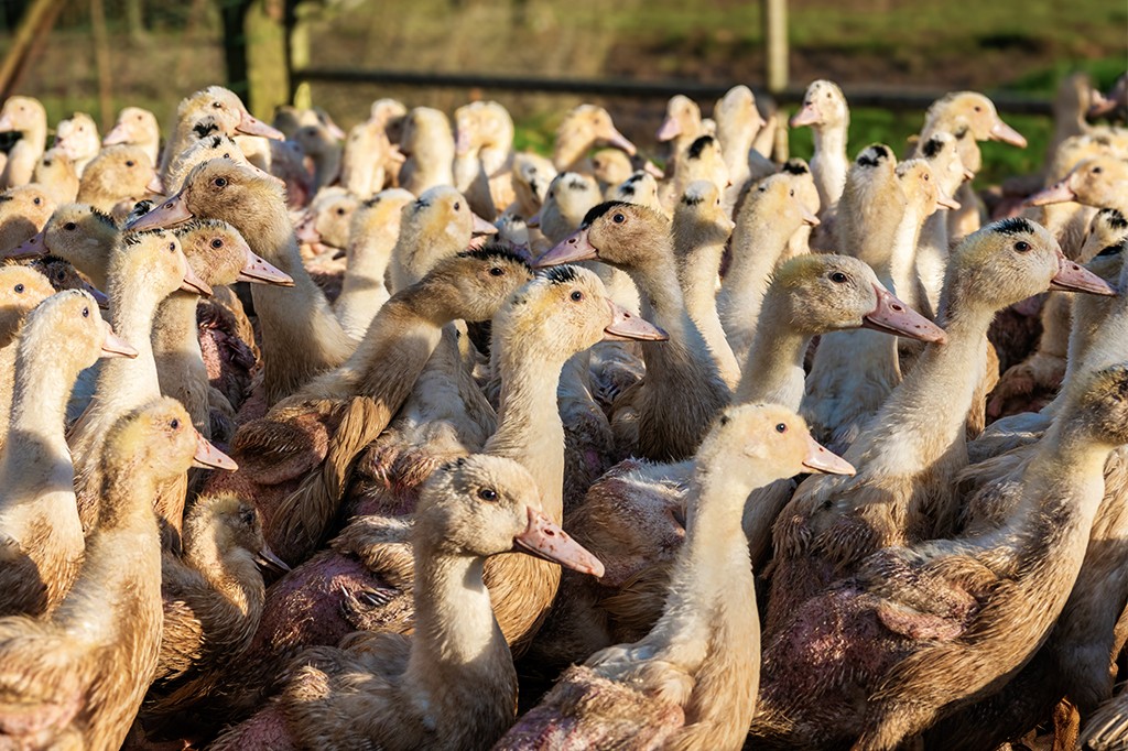 O que é o foie gras, alimento francês proibido pela nova lei brasileira