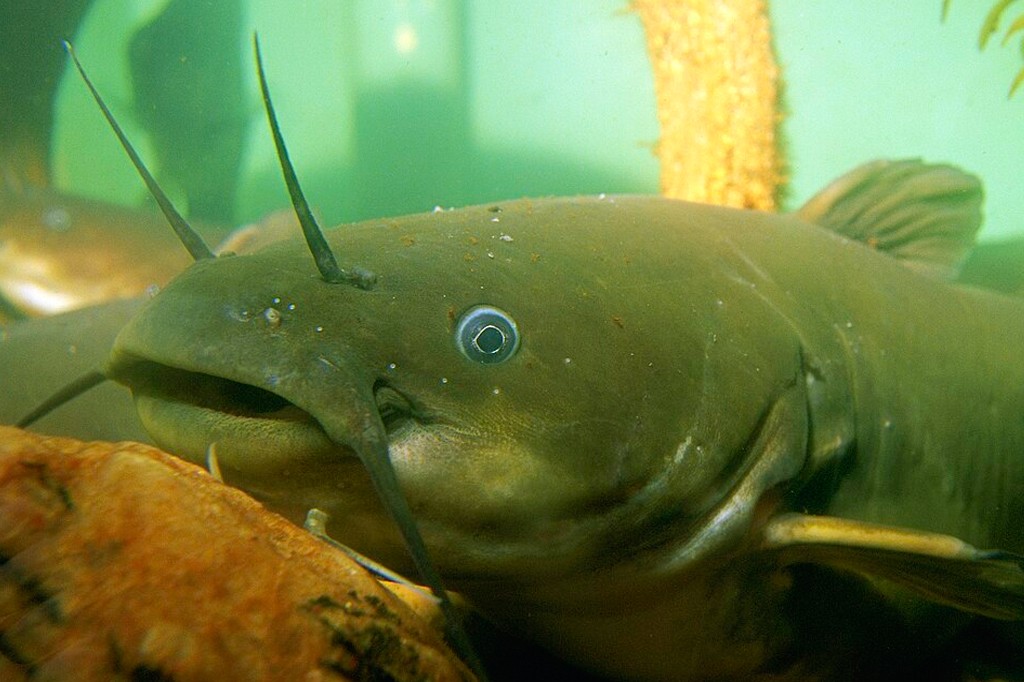 Descoberta inédita revela primeiro tipo de câncer transmissível em peixes