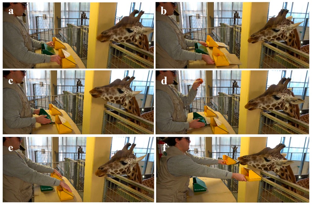Seis fotos mostram uma pessoa interagindo com uma girafa em um recinto. A pessoa, de &oacute;culos e colete bege, manipula objetos verdes e amarelos em uma mesa. A girafa, com a cabe&ccedil;a vis&iacute;vel, observa atentamente. Nas fotos a, b, c e e, a pessoa move os objetos. Em d, a pessoa segura um alimento. Em f, a pessoa oferece um objeto amarelo &agrave; girafa, que se aproxima para pegar