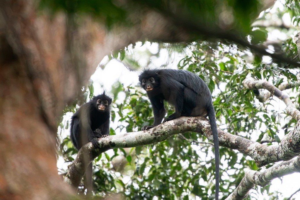 Nova espécie rara de macaco descoberta no Congo coaxa como sapo