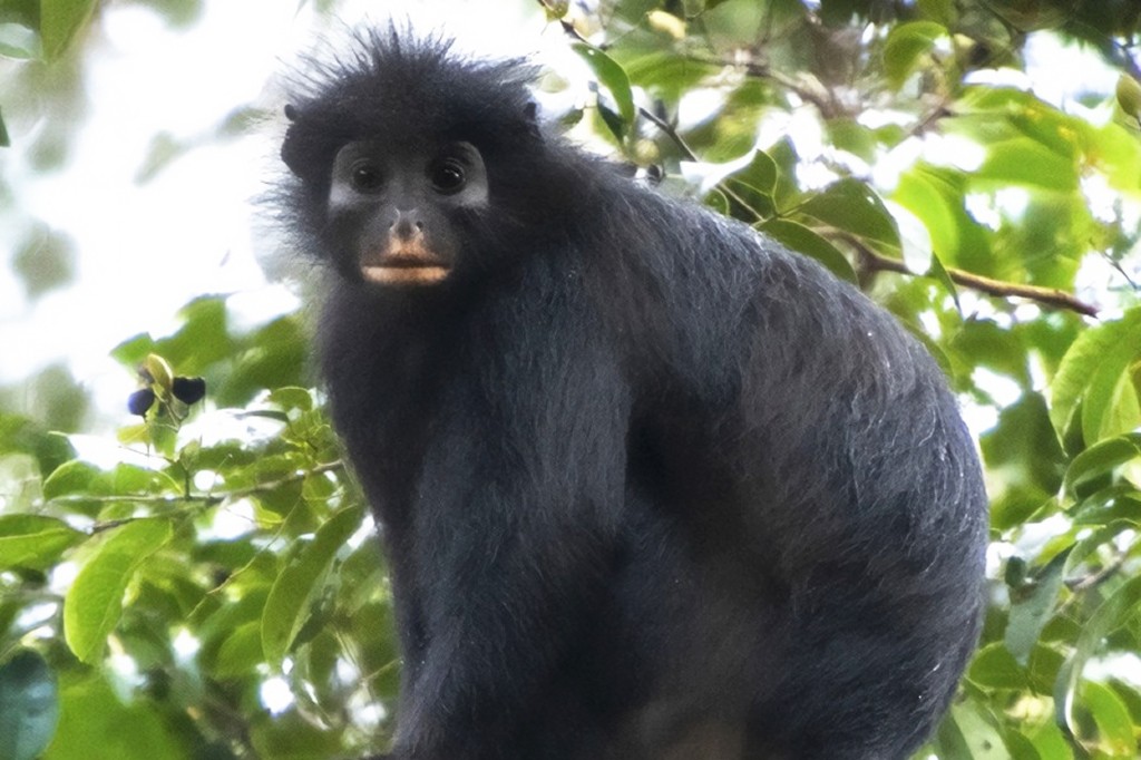 Macaco preto com pelos espetados na cabe&ccedil;a, rosto p&aacute;lido e boca rosada, sentado entre folhas verdes e galhos de &aacute;rvore