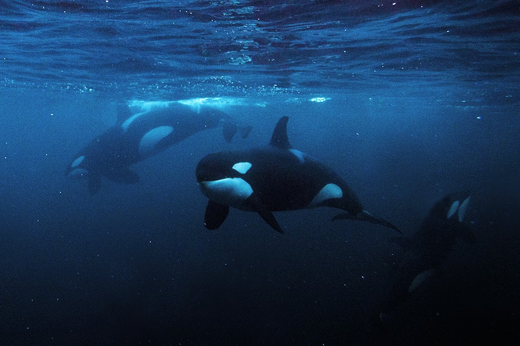 Orcas se unem para destruir peixe de uma tonelada com cabeçada, veja vídeo