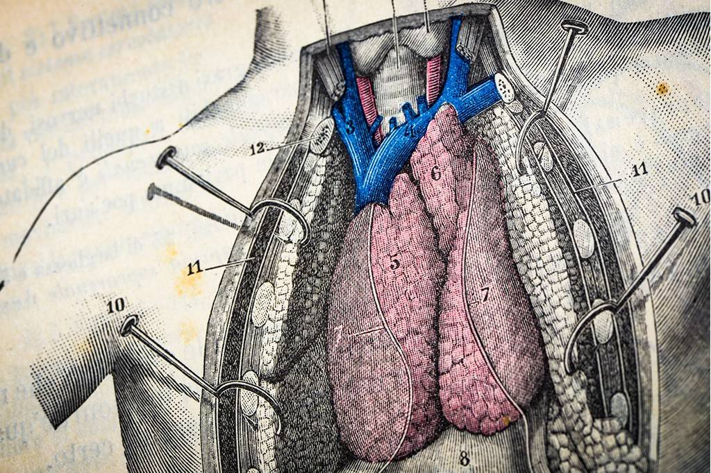 Órgão humano que “deixa de existir” durante a vida pode ser a chave para a longevidade
