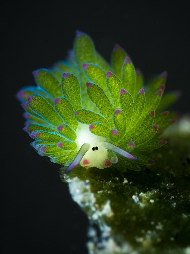 Ovelha-folha: esse pequeno animal do fundo do mar faz fotossíntese