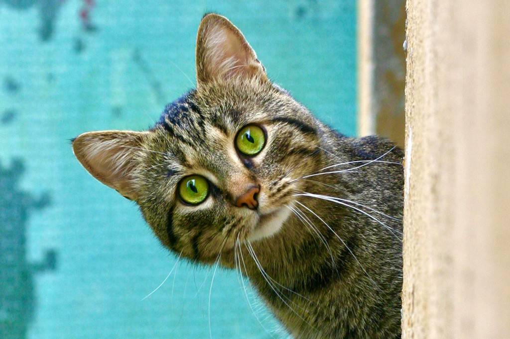 SI_490_Oráculo_Gatos