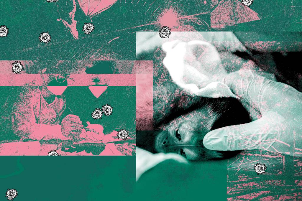 Como o desmatamento da Amazônia pode desencadear novas epidemias