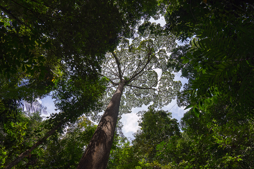 Vista de baixo de uma floresta densa, com um tronco de árvore alto no centro e sua copa larga e frondosa contra o céu azul com nuvens brancas. Folhagens verdes escuras de outras árvores preenchem as bordas da imagem