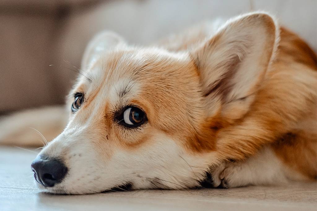 SI_cachorros-entendem_site