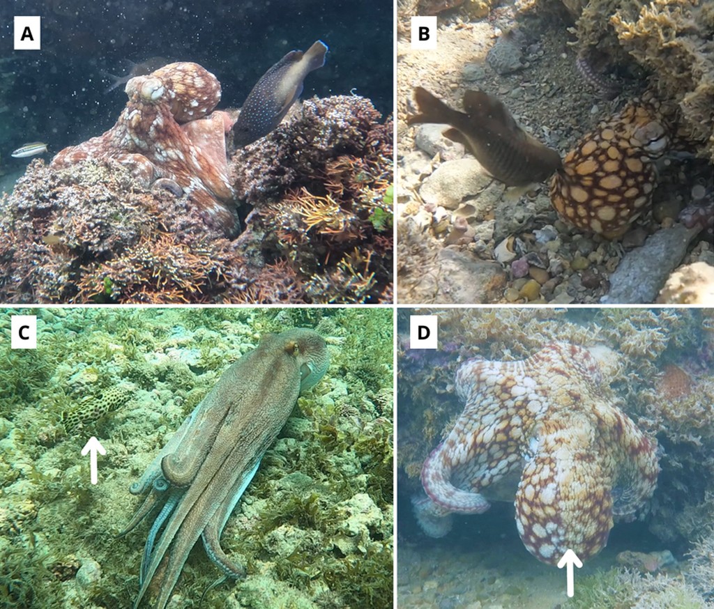 Quatro imagens de polvos em ambientes marinhos. Em A, um polvo marrom-avermelhado camuflado em um recife de coral, com um peixe nadando pr&oacute;ximo. Em B, um polvo marrom-claro com manchas escuras, parcialmente escondido sob um coral, com um peixe escuro por perto. Em C, um polvo alongado, de cor clara, sobre um leito de coral, com uma seta branca apontando para um peixe camuflado. Em D, um polvo grande, branco com manchas marrons, com uma seta branca indicando sua cabe&ccedil;a, em meio a corais