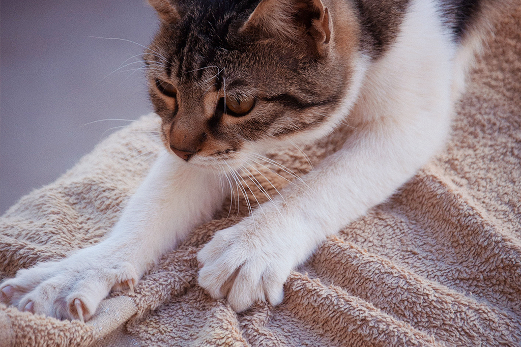 Gato malhado marrom e branco afofando uma toalha bege felpuda, com as patas dianteiras esticadas e garras parcialmente expostas