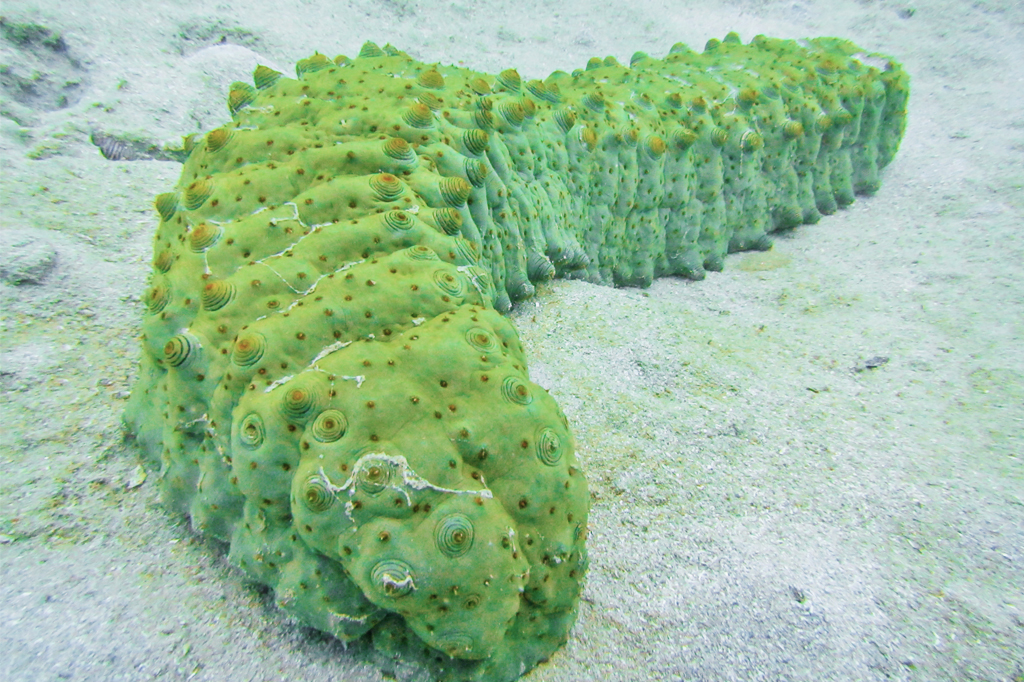 Pepino-do-mar verde-claro com textura rugosa e protuberâncias circulares marrons, repousando sobre areia clara no fundo do mar