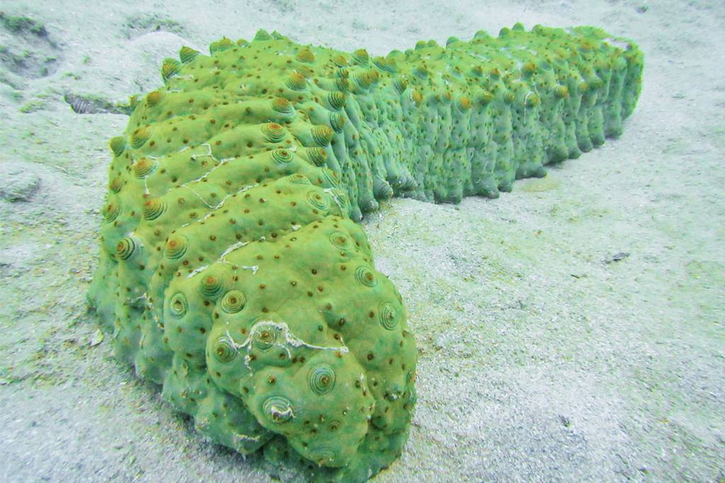 ME_pepino-do-mar_site